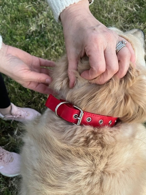 Puppibles Vegan Leather Red Dog Collar