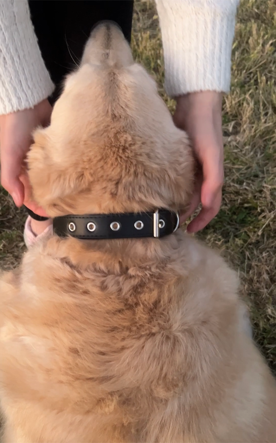 Puppibles Vegan Leather Black Dog Collar